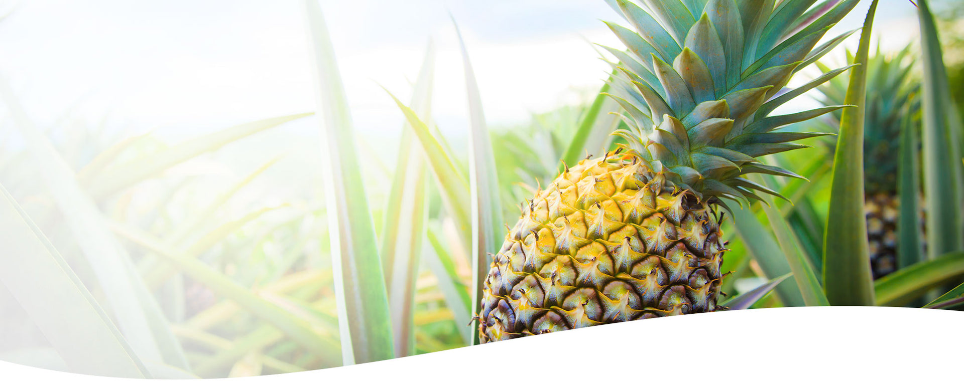 The Essence of Aloha! Fresh Pineapple in a field