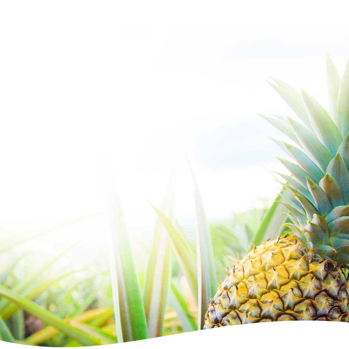 The Essence of Aloha! Fresh Pineapple in a field